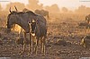 Lumière matinale pour la migration des gnous du Masaï Mara<br>Retouche : aucune