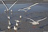 mouettes attrapant du pain au vol<br>plage de Trouville