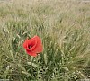 Coquelicot<br>Retouche : colorimétrie, cadrage carré